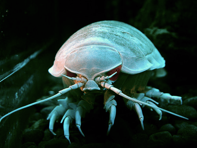 Giant Isopod: Deep-Sea Armored Titan