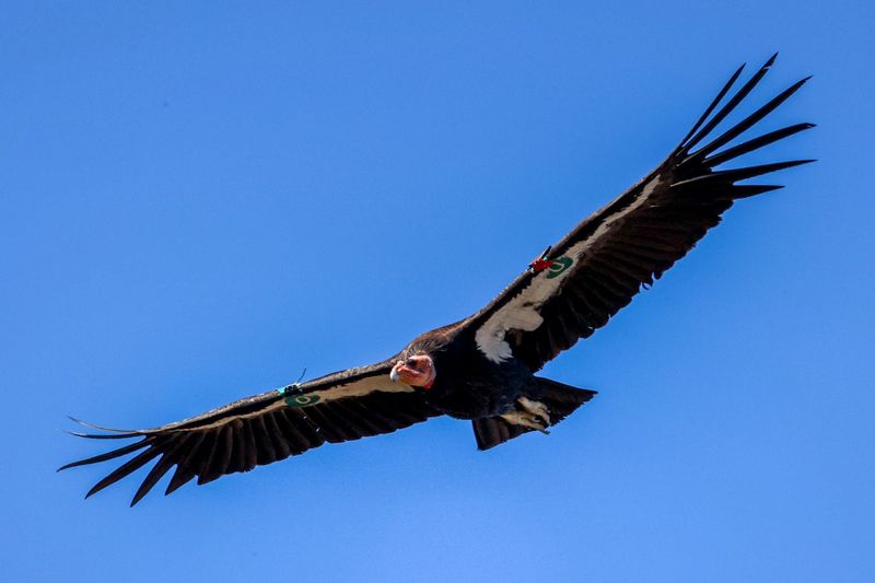 California Condor – Sky Giant Returns