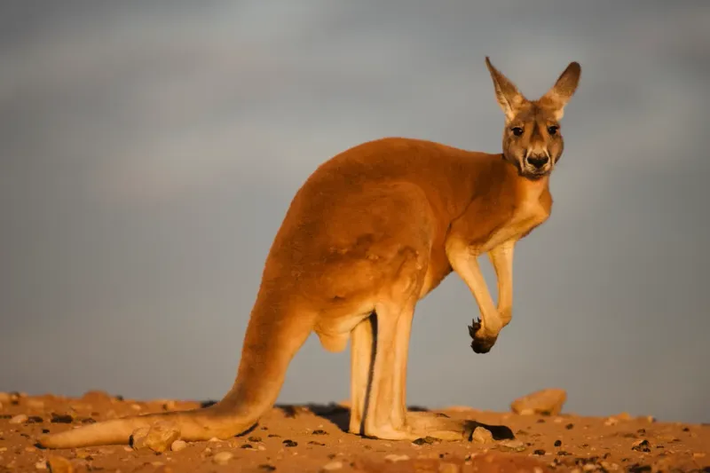 Kangaroo – Australia's Bouncing Marvel
