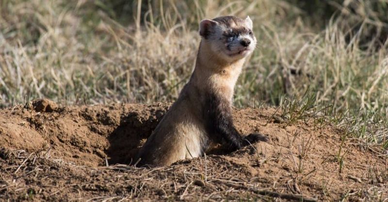 Black Footed Ferret Bear