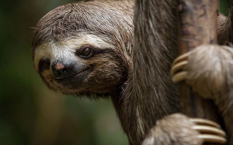 Sloth