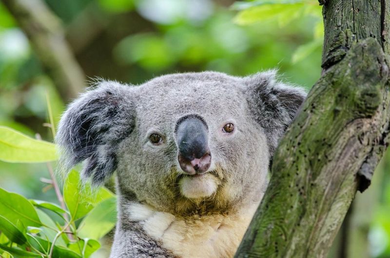 Koala