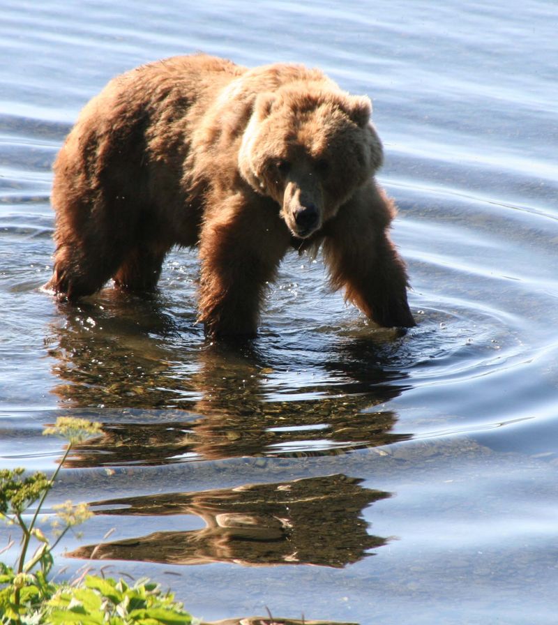 Kodiak Bear (Grizzly Subspecies)