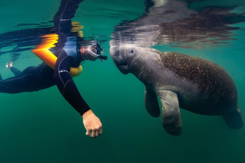 Manatee