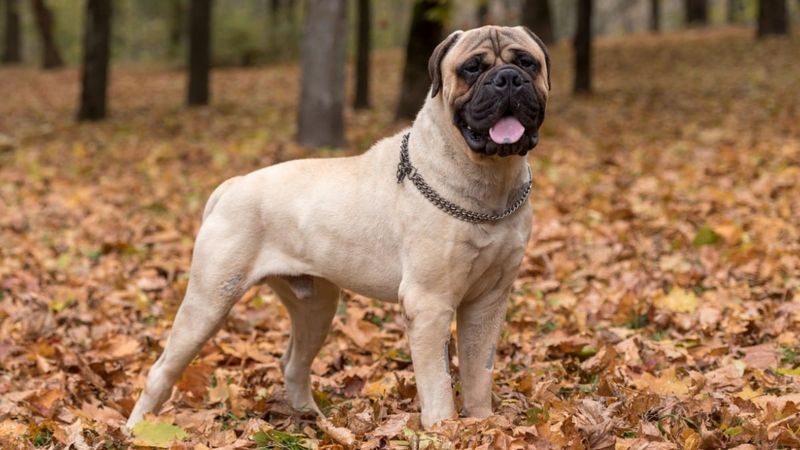 Bullmastiff