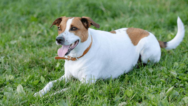 Danish-Swedish Farmdog