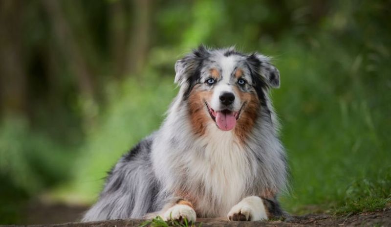 Australian Shepherds: Vigilant Velcro Dogs