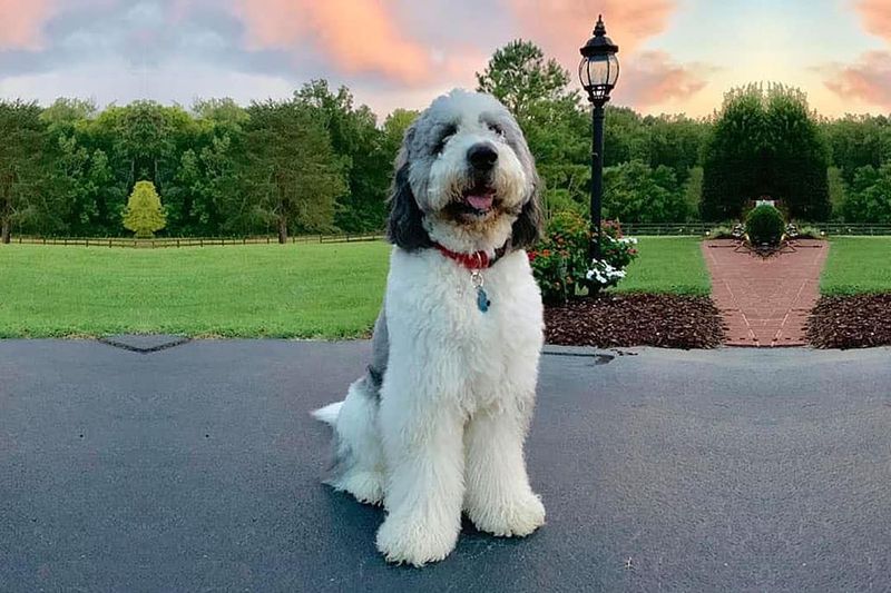 Saint Berdoodle – The Slobbery Snuggler