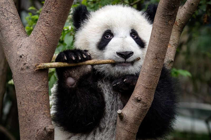 Panda's Evolutionary Path