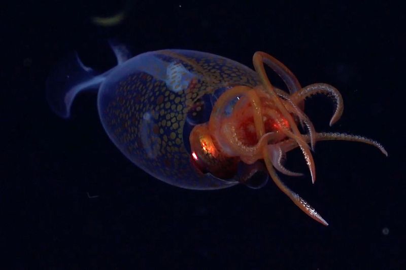 Giant Squid