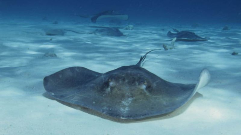 Stingrays: Gentle Giants With Defensive Weapons
