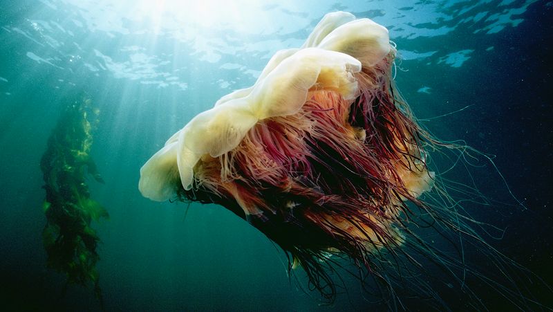 Lion's Mane Jellyfish: Tentacled Ocean Titan