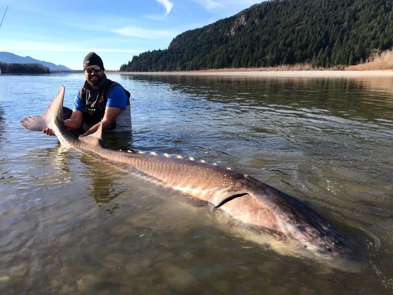 Giant Sturgeon Surprise