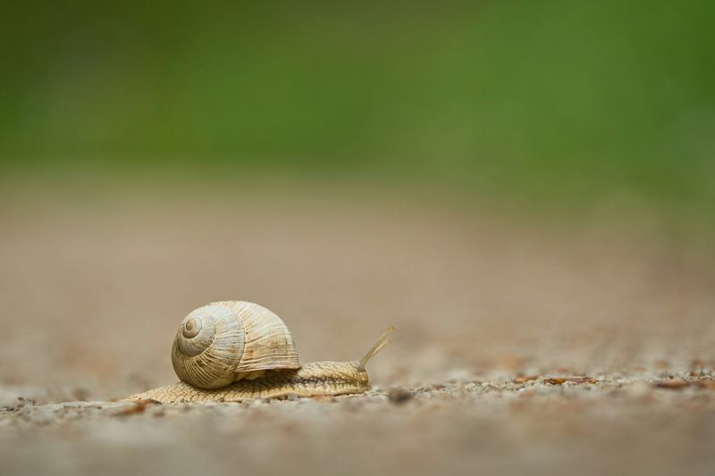 Snail