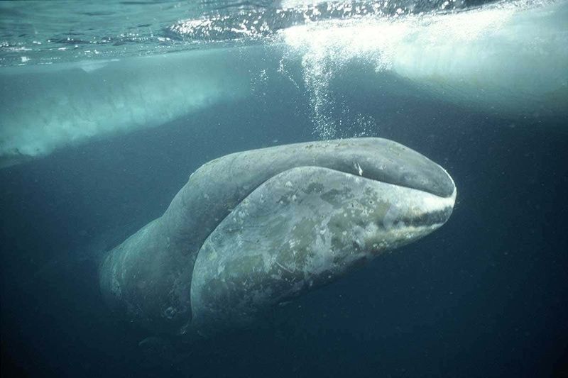 Bowhead Whales' Arctic Ballads