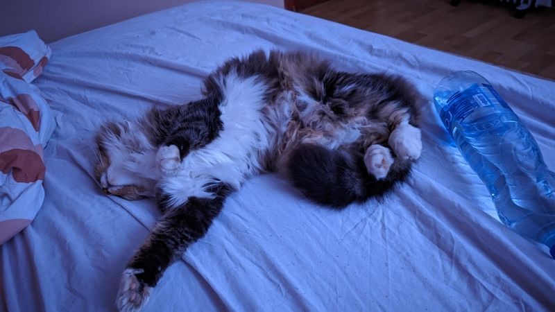 Territorial Bed Hogs