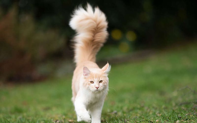 The Tail Telling Tales
