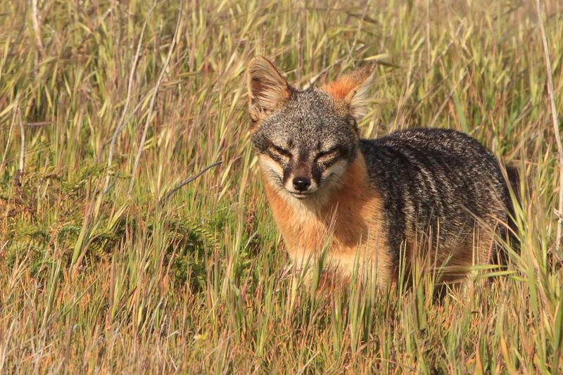 Channel Islands Fox – Tiny Island Survivor