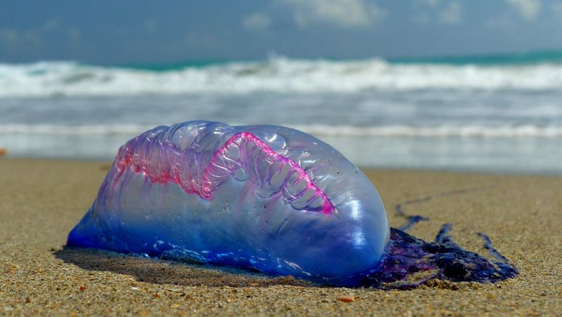 Portuguese Man O' War