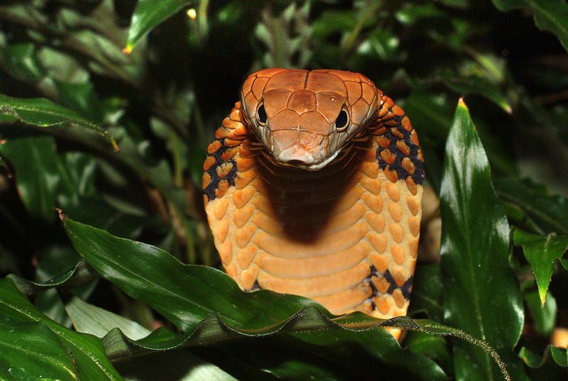 Cobra: Pain Relief Provider