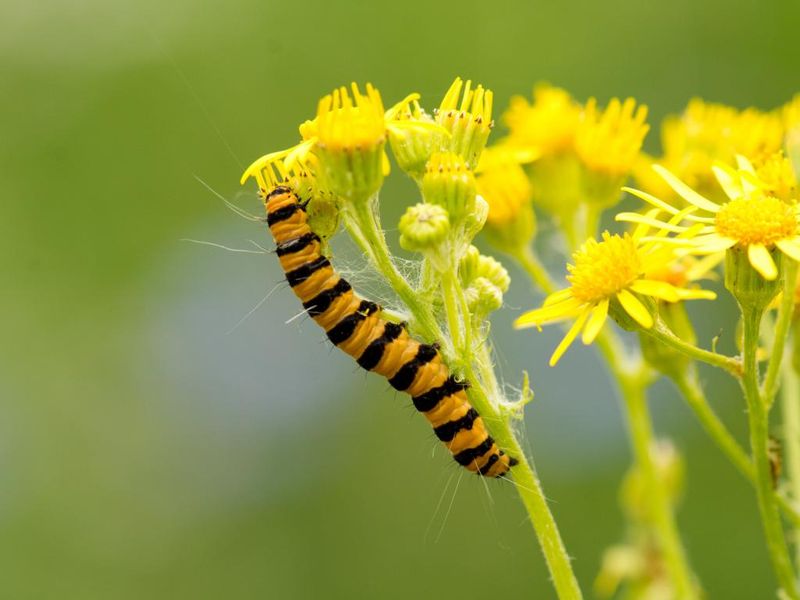Cinnabar Moth Caterpillar