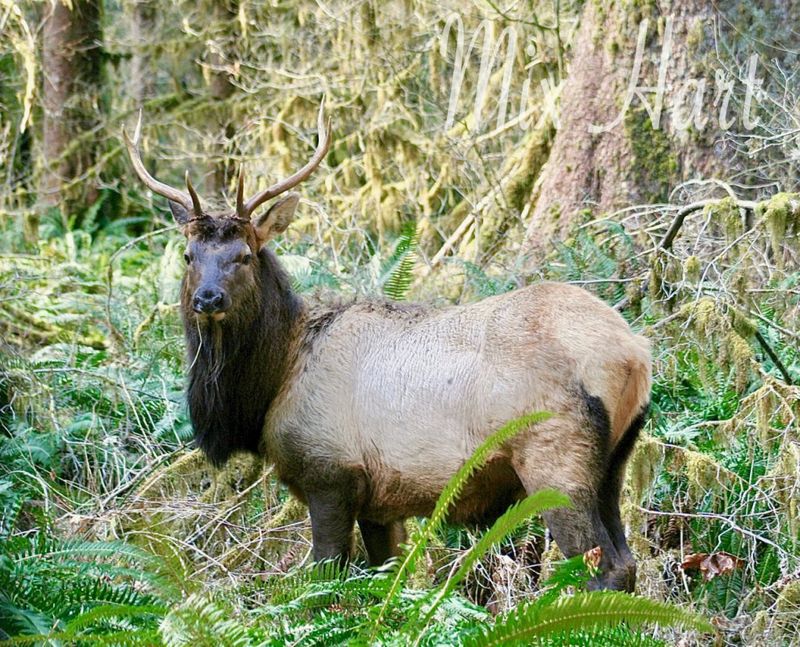 Olympic National Park's Hoh Rainforest, Washington