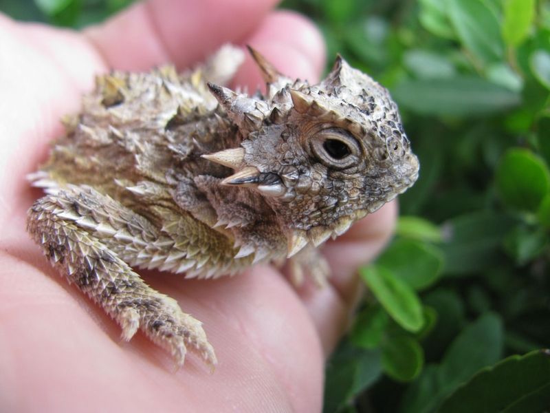 Horned Lizard's Blood Defense