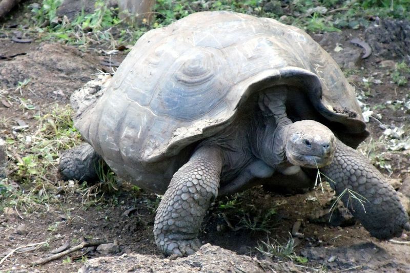 Tortoise