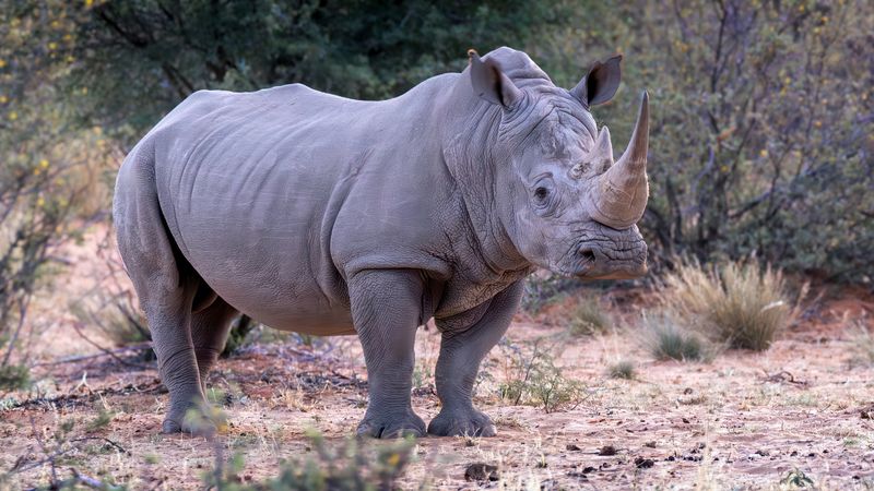 White Rhinoceros (Heavyweight Mammal)
