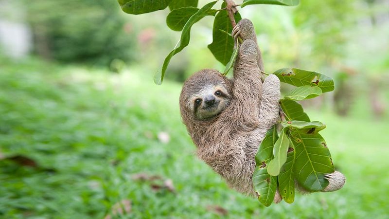 Sloth