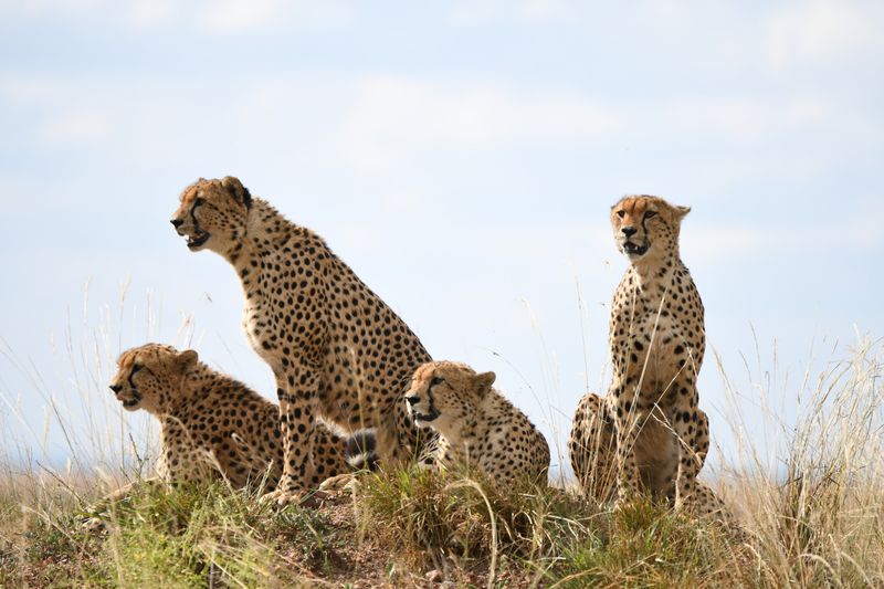 Cheetahs Hunt Alone