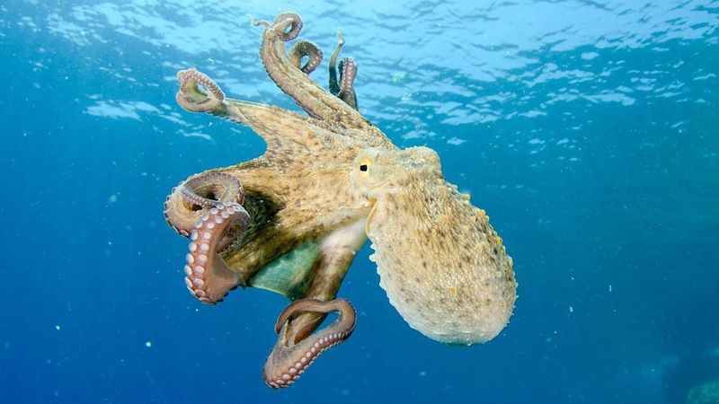 Octopuses: Eight-Armed Enigmas