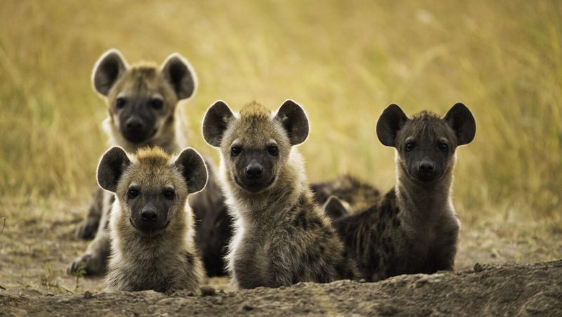 Hyenas