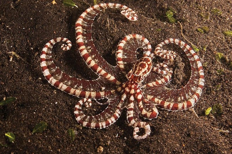 Mimic Octopus