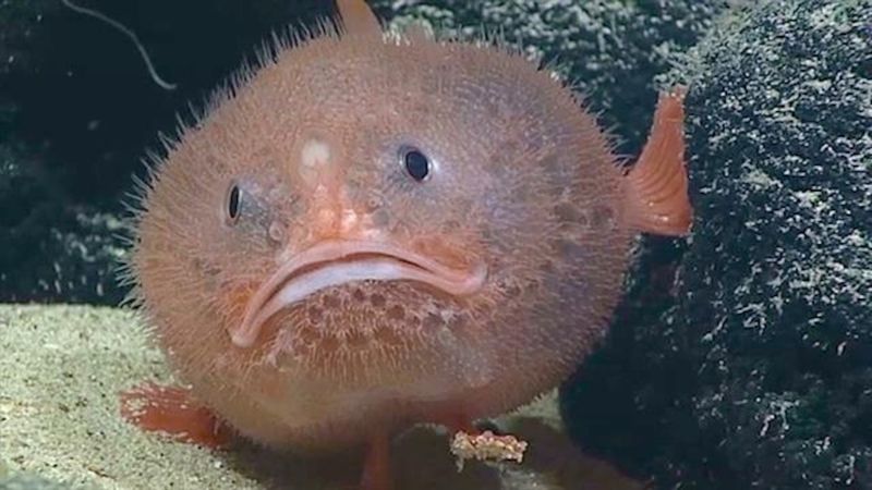 Coffinfish