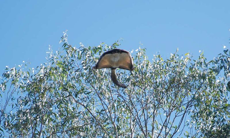 Marsupial Glider