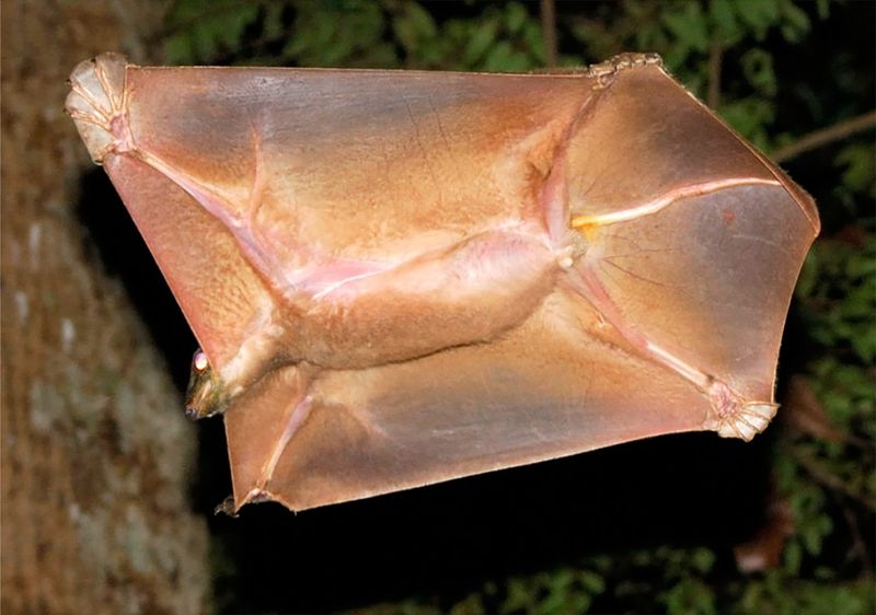 Colugos