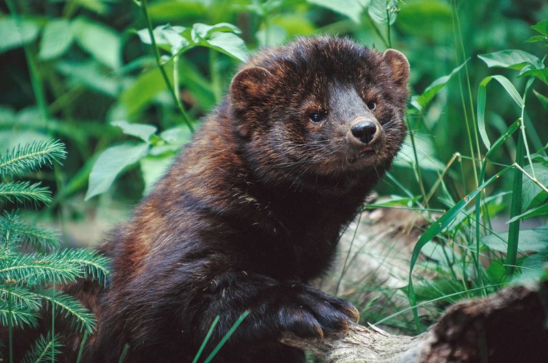 Forest Phantom: The Fisher