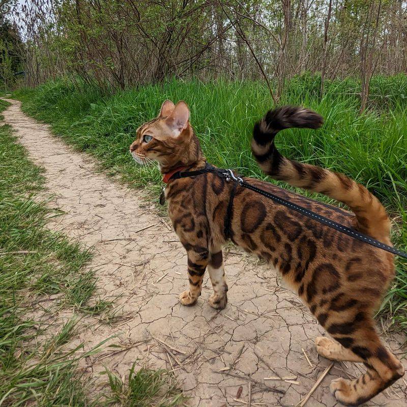 Leash-Walking Enthusiasts