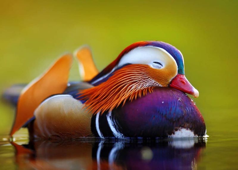 Morphing Mandarin Ducks