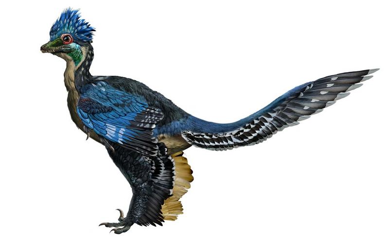 The Future Of Bird Evolution