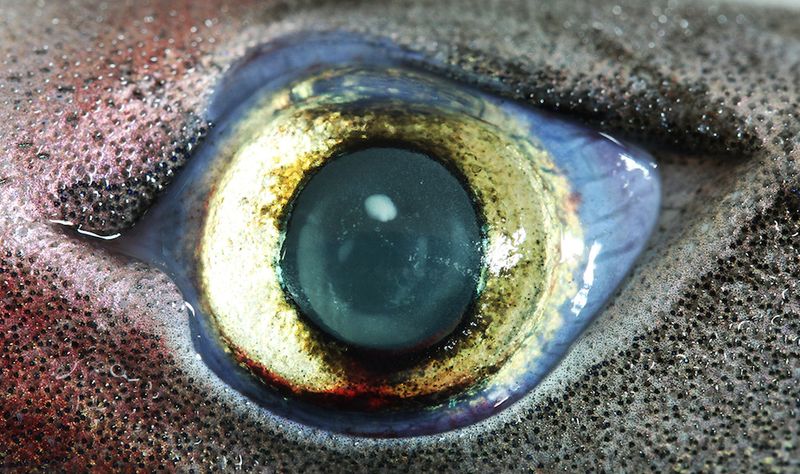 Super-Sized Eyes
