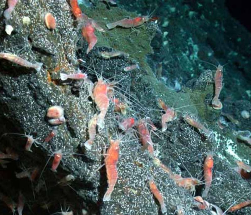 Volcanic Glass Houses For Tiny Shrimp