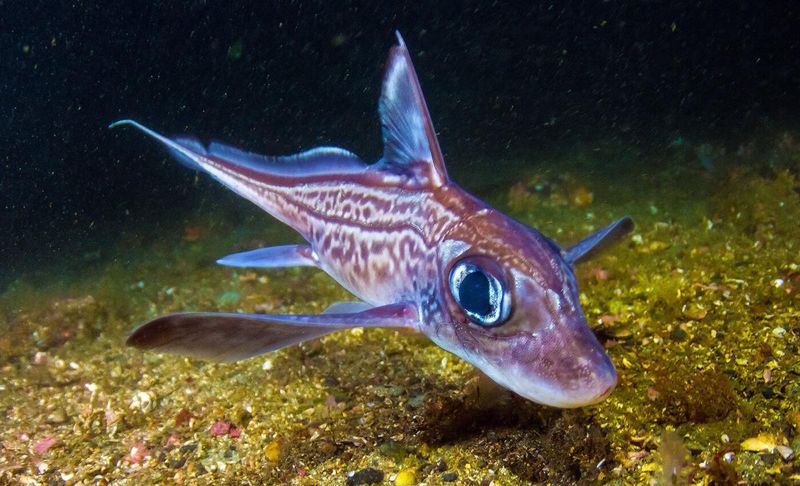 Venomous Spines