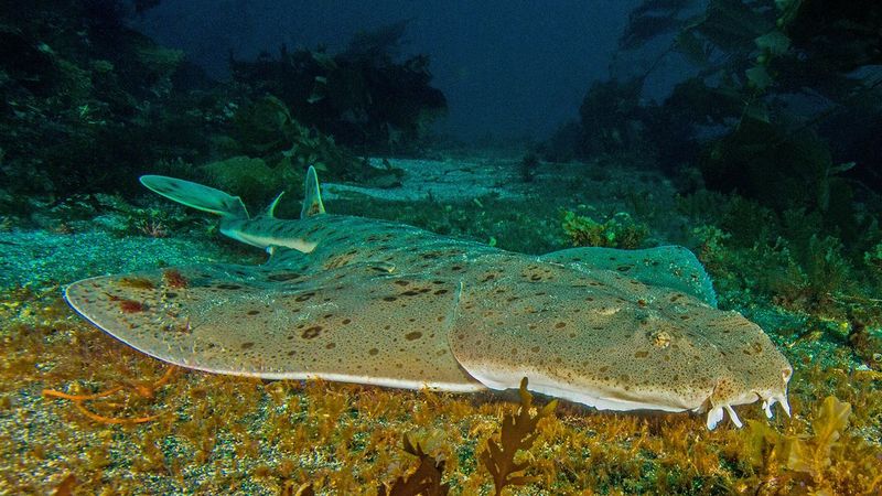 Angelic Angel Sharks