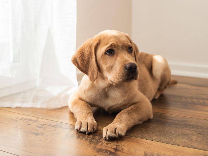 Schedule Chaos Creates Canine Confusion