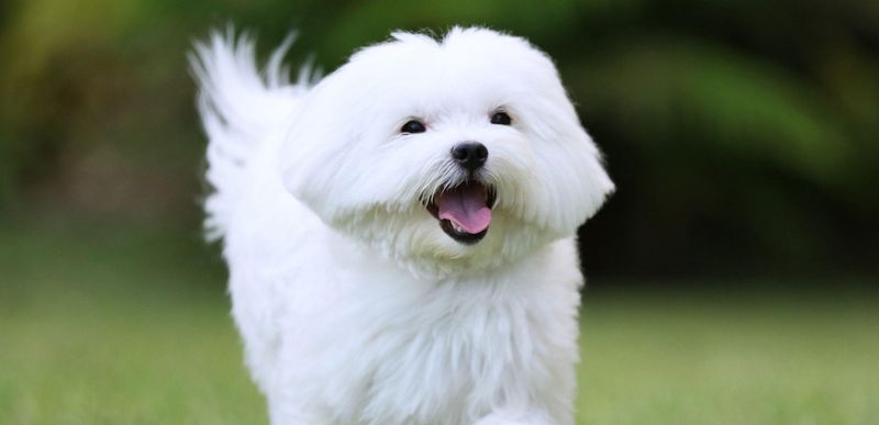 Attached Maltese