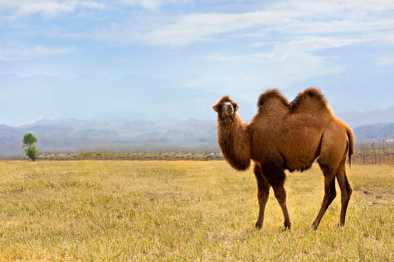 American Camels In Nevada Desert