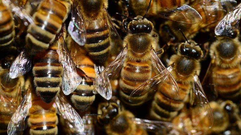 Bees: Sweet Rewards Of Cooperation