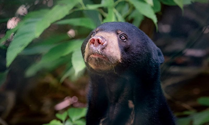 Borneo Sun Bear